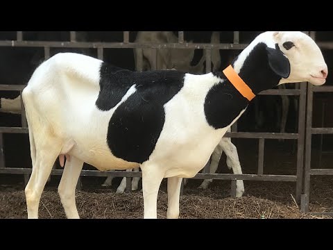 Voici comment entretenir votre brebis gestante / hawa conseils élevage