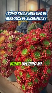 Como regar los arreglos de suculentas #DIY #diyproject #diydecor #decoracion #suculenta #suculentas #plantas #gardening #jardin #plantcare #succulentscare #suculentasmexico | Manos en la Tierra