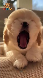 Puppy’s Giant Yawn Attack… Too Cute to Handle 😭💛🐶 | FunPaws | cute puppy | dog #shorts
