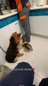 1.9M views · 6.7K reactions | 殺 . . . #gsd #germanshepherd #gsdofinstagram #dogsofinstagram #dog #k #gsdlove #gsdpuppy #germanshepherdsofinstagram #dogs #puppy #germanshepherdpuppy #gsdlife #germanshepherddog #germanshepherds #dogstagram #gsdnation #dogoftheday #doglover #gsdstagram #puppiesofinstagram #instadog #workingdog #puppylove #gsdlover #doglife #shepherd #gsddaily #fblifestyle #puppies | Rock the Gsd. | Facebook