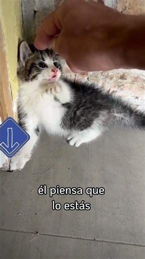 El peor error al intentar acariciar a un gato 🛑
