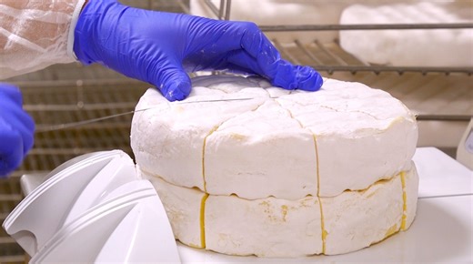 The world's supply of Brie and Camembert could be in danger. One mold, called Penicillium camemberti, is responsible for the cheeses' iconic white rinds and creamy, tangy centers. But the qualities that once made it a star of the cheese world are becoming a liability — driving some to hunt for colorful fungi in the wild to make completely new cheeses. So, are these famous French fromages really facing catastrophe? And what does this mean for cheese lovers around the world? | Business Insider