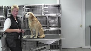 4.6K views · 94 reactions | Golden Retriever Groom with a 1 in comb attachment all- this tip prepares you for any double coated comb attechment trim. See the entire video at https://videos.groomingprofessors.com/categories/learn-how-to-groom-dogs-from-the-sporting-group | Grooming Professors | Facebook