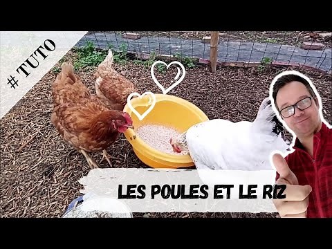 Les Poules et le Riz