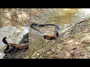 Black Cobra and Monitor Lizard Fighting in the Forest