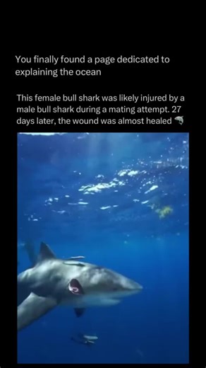Oceans Explained in depth on Instagram: "Follow @explainingoceans to learn everything about oceans one post at a time 🧠🔥 Bull sharks have unique mating behaviors that are shaped by their environment and biology. Unlike many other shark species, bull sharks often mate in shallow coastal waters or freshwater rivers, which provides a safer space for mating and later for their pups. During mating, males bite females to hold onto them, a behavior that may seem aggressive but is a natural part of th
