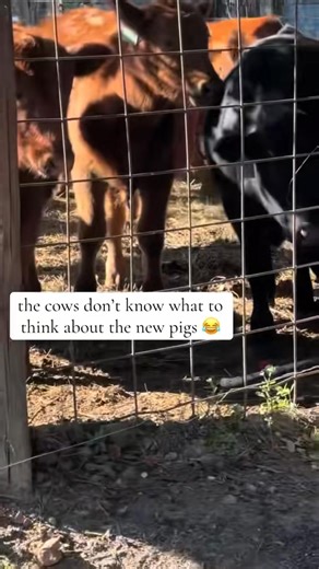 We are growing our farm family and everyone is excited! | Frost Lane Farms