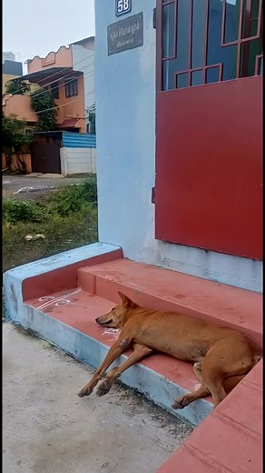 53K views · 121 reactions | Brave Girl Saves Dog from Lion Attack#trending #shorts #wildlife #animals | Wild Pulse AI | Facebook