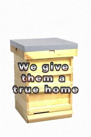 A New Home for Bees | Wooden Beehives by WoodenShell
