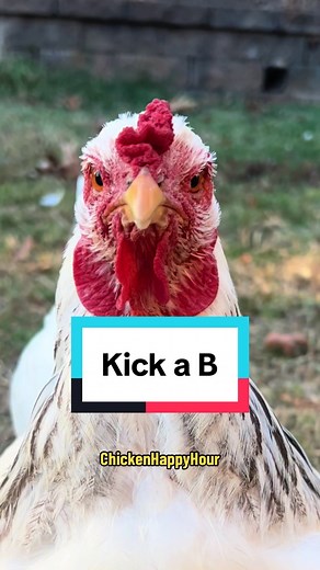 Funny Chickens Videos | Chicken Happy Hour TikTok Compilation