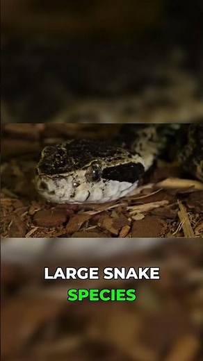 New Giant Snake Species Caught on Camera in The Amazon!