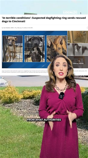 Dogs rescued from what authorities suspect was a dogfighting ring in Florida and South Carolina are recovering at SPCA Cincinnati after making the nearly 1,000-mile trip north: https://bit.ly/4kLMFJw | LOCAL 12, WKRC-TV