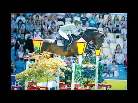 Contender - Holstein Stallion