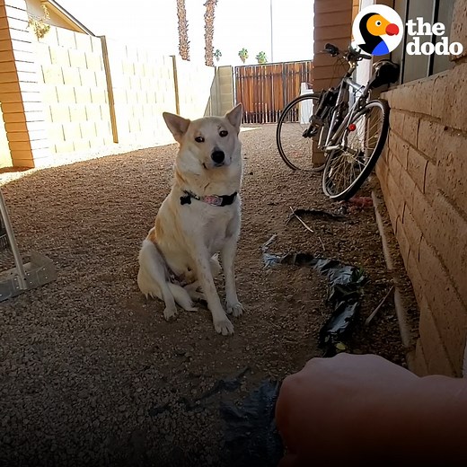 Shy foster dog too scared to come inside finally jumps through the doggie door — she even overcomes her fear of tile!! | The Dodo