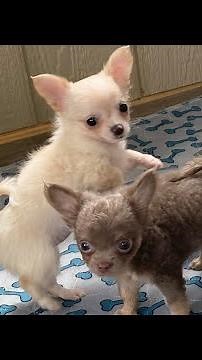 BEAUTIFUL 8 week old chihuahua long coat puppies