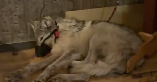Cody Roberts pleads guilty and apologizes for cruelty to a wolf
