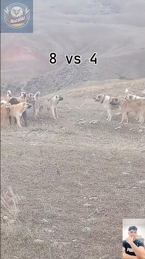 4 Alabai vs 8 Kangal – The Ultimate Showdown of Guardian Giants!