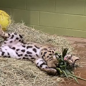 Rakhan having fun playing with a braided palm frond behind the scenes. The clouded leopard is still a big baby at heart, even though he’s over 40 pounds now! 🌴 📷: Zookeepers Piper and Russell | Point Defiance Zoo & Aquarium