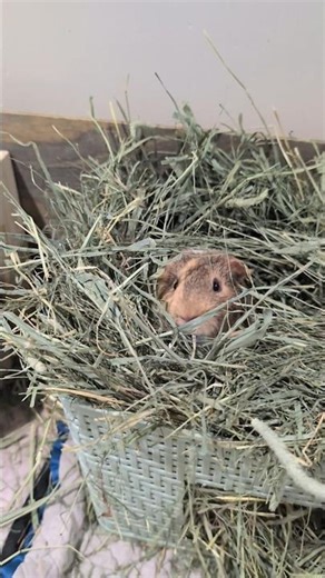 🌾 Hay There, from Potato the Guinea Pig 🐹