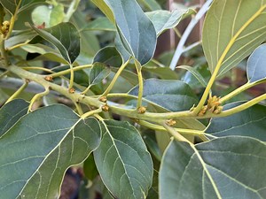 Reed Avocado Tree Scions (6–8”) – Live Cuttings for Grafting or Rooting – Fresh, Heirloom Variety - Etsy