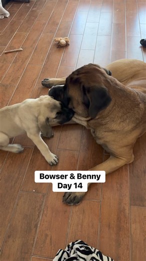 57K views · 1.8K reactions | Mastiff vs. mastiff. #brothers #dogs #puppies #mastiffs | Bowser The Giant Mastiff | Facebook