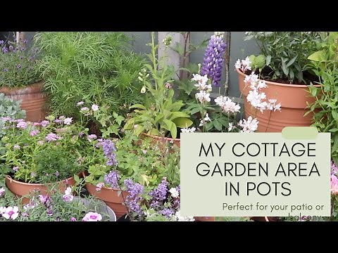 My cottage garden area in pots! Perfect for patios, balconies and small gardens