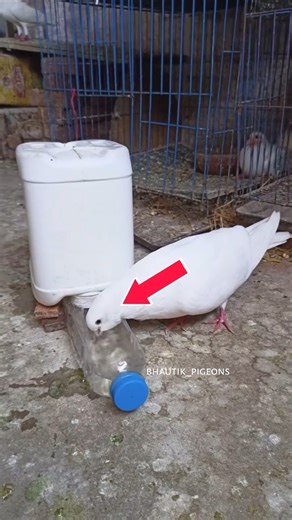 Home Made Birds Water Feeder
