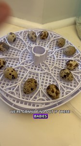 1.1K views · 12 reactions | Hatching A Quail Egg From The Grocery...