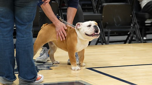 Alumni push to retire 'Jack the Bulldog' as live mascot at Georgetown University