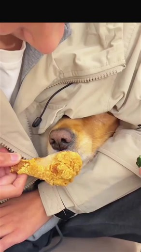 Adorable Dogs in Hilarious Moments