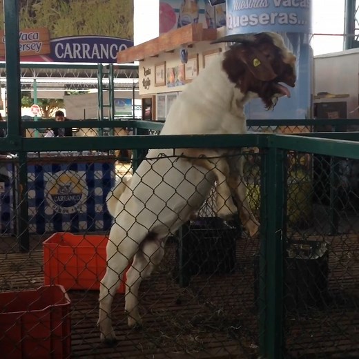 78K views · 460 reactions | Did you know about these lesser-known animal superstitions? | The Pet Collective | Facebook