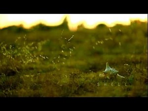 SHELL - Trailer