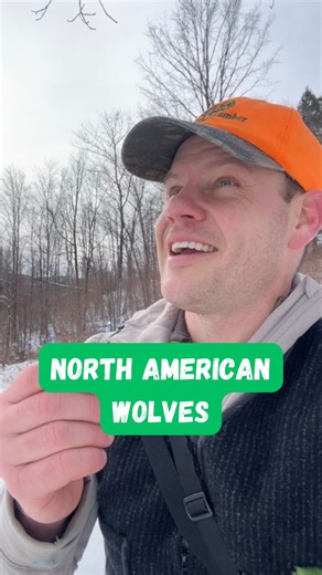 How many species of wolves were in North America prior to colonization? I have to warn you that this is the subject of debate in the literature, with an evolving understanding and several different hypotheses about almost everything that I mention here. The current thinking is that there are two lineages: the gray wolf (Canis lupus), an “Old World” lineage with many different subspecies, occupying a range from northern Canada into Mexico; and the red wolf (Canis rufus) a “New World” lineage, occ