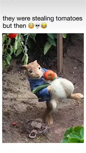filminies__. on Instagram: "The Runaway (2021) Live-Action/CGI Comedy / Edited Scene Compilation This video is a fan-edited compilation focusing on the mischievous adventures of Peter Rabbit (voiced by James Corden) and his chaotic rivalry with the gardener, Mr. McGregor (played by Domhnall Gleeson in the 2018 film, and Sam Neill in the scene used here). The clips are primarily from the film adaptations of Beatrix Potter's beloved stories. The compilation uses a series of fast-paced, humorous ed