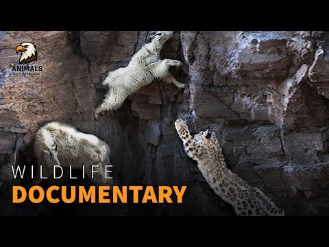 Unbelievable Cliff Chase | Snow Leopard fight Mountain Goat | Wildlife Documentary