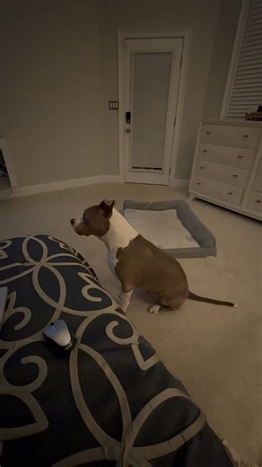 Y’all! My fur baby is hilarious! Watch what he does as I continue to call him like he’s not there. | Susan Henderson - Myers