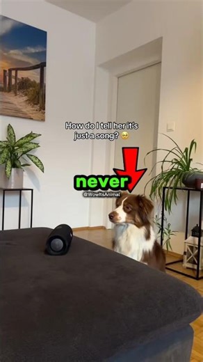 Never play this song to your dog😨 #dog