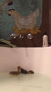 6K views · 483 reactions | The babies having their first bath this morning ❤️ little goslings having fun. | Brightside Farm Sanctuary | Facebook