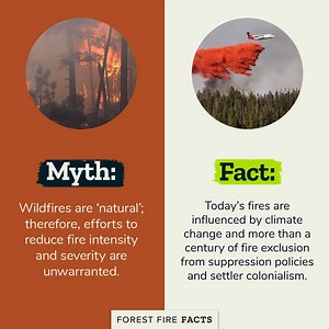 79 reactions · 14 shares | Today's wildfires are influenced by centuries of human action and influence, including fire suppression and colonization. These fires are burning through large amounts of accumulated live and dead vegetation, which isn’t normal for these forests.  Content via the Ecological Restoration Institute of Northern Arizona University | Forest Fire Facts | Facebook