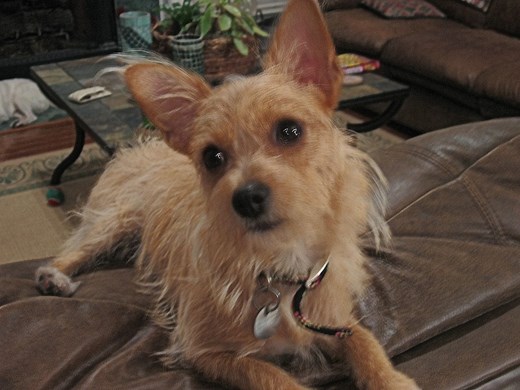 Wire Chiwoxy (Wire Haired Terrier X Chihuahua) Info, Pictures