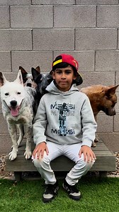 My dogs are my guardian angels 🐾 #dogs | Super Cattledogs