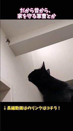 家に出るこのクモ、実は最強の味方だった