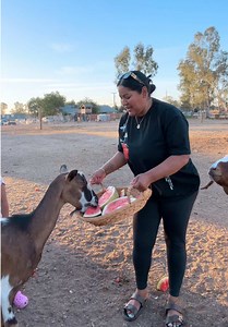 Día muy caliente para mis animalitos: cuidados y señales a vigilar