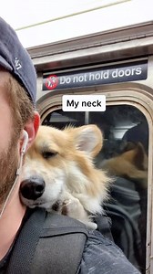 600K views · 10K reactions | Maxine’s favorite napping spots #GenshinImpact34 #corgisoftiktok #funnydog | Maxine the Fluffy Corgi | Facebook