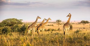 Giraffe Population: How Many Are There and Where Can You Find Them?