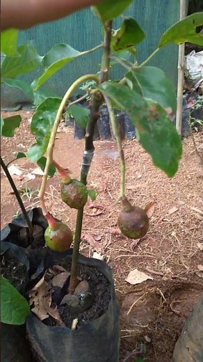 La maravilla de INJERTO de AGUACATE 🥑