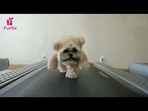 Funny Dogs On Treadmills Funny Ultimate Compilation Bestever
