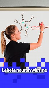 54K views · 1.5K reactions | Label this neuron with me #lauradoesbiology #myedspace #science #biology #neuronstructure | Myedspace Biology | Facebook