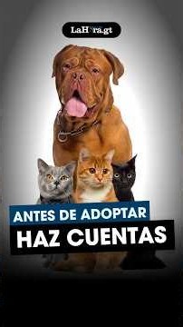 ¿Cuánto cuesta realmente tener una mascota?
