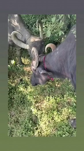 Krisan Saud on Reels